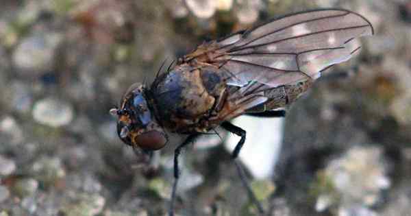 Wie man Pilzneigen und Ufer erzählt, fliegt auseinander