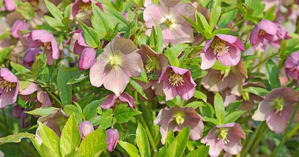 Banyak wajah hellebores 6 tipe unik untuk dicintai