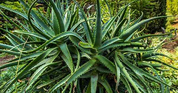 Was sind die verschiedenen Arten von Aloe??