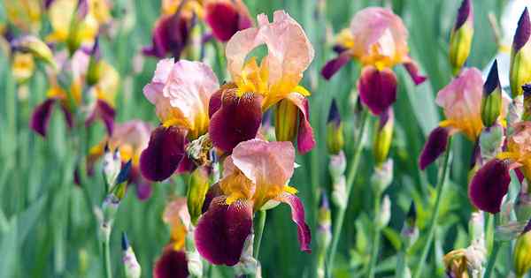 Arten von Iris Ein Leitfaden zur IRIS -Klassifizierung und der Blütesequenz