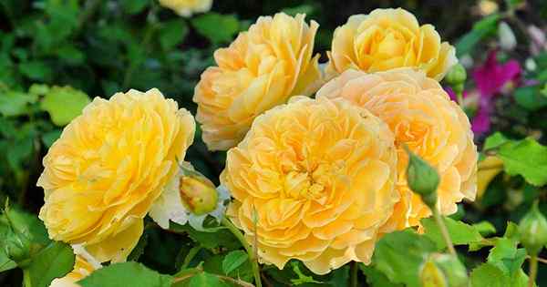 Quels sont les différents types de roses d'arbustes?