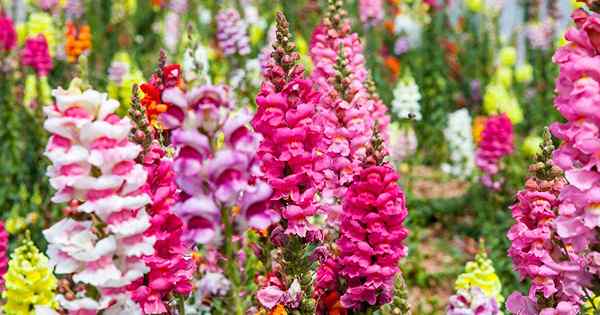 Snapdragon -Typen verstehen Blumenform, Gruppe und andere Klassifizierungen