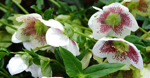 Wie man Hellebores teilt und transplantiert