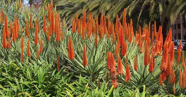 Bloom z aloes?