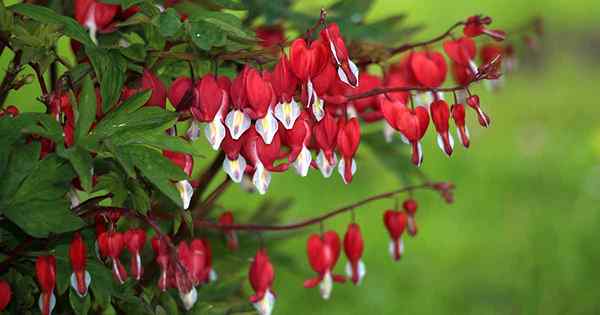 ¿Las flores de corazón sangrante cambian de color??