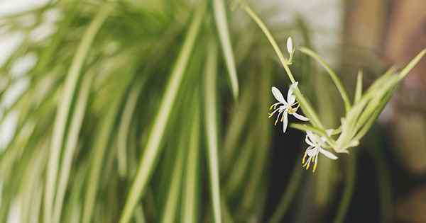 ¿Florecen las plantas de araña??