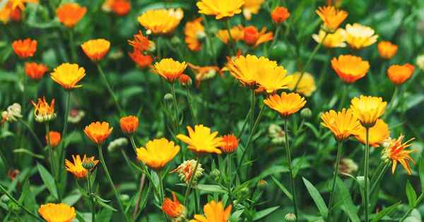 Les ravageurs de calendula communs attirent-ils les parasistes attirent les parasites dans le jardin?