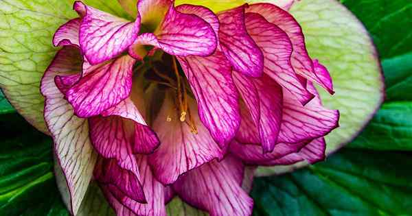 11 varietas hellebore ganda terbaik untuk taman musim dingin akhir