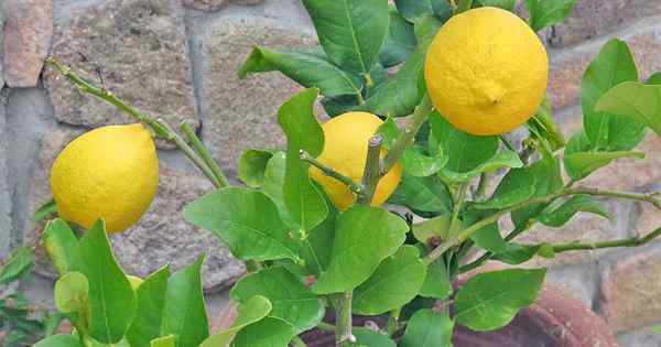 Cómo cultivar árboles cítricos enanos