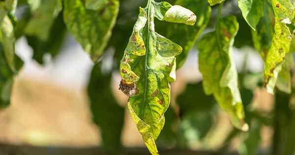 Cómo prevenir y tratar el tizón temprano de los tomates