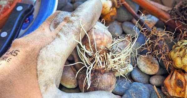 Propagation facile de l'ampoule pour le jardinier à domicile