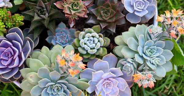 11 Succulents Eksotik Easy perawatan untuk tumbuh di rumah