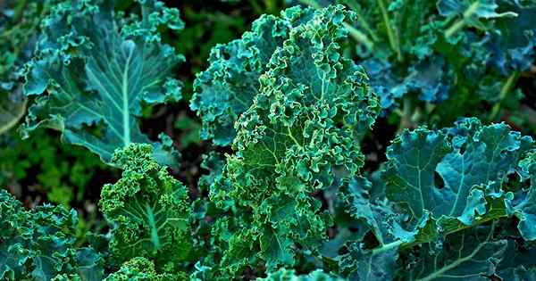 Bisakah kamu makan kangkung yang menguning?