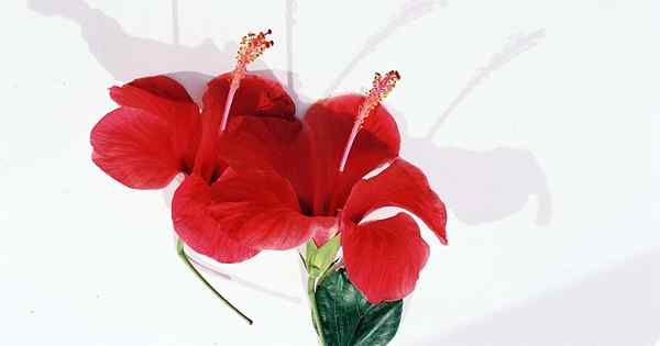 Recenzja jadalnych kwiatów Moniki Nelson