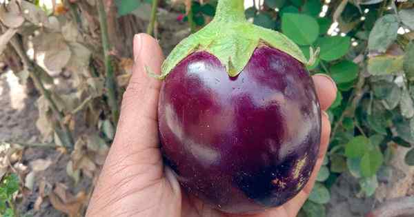 5 razones por las que las flores de su berenjena se están cayendo