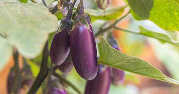 Espacement des aubergines à quelle distance