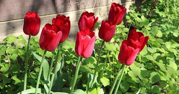 9 dicas para obter tulipas para rebater