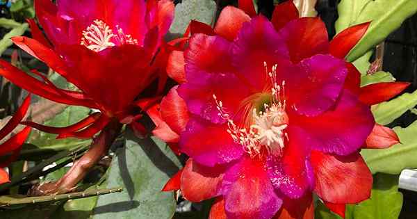23 des types les plus fabuleux d'épiphyllums
