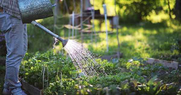 9 vegetais e ervas que crescem em rápido