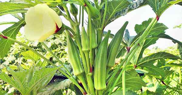 13 varietas okra terbaik untuk tambalan sayuran Anda