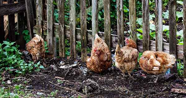 Kurczaki w ogrodzie, co musisz wiedzieć