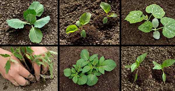 Plantando su primer huerto una guía para principiantes