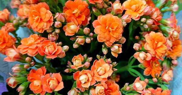 Comment forcer Katy Kalanchoe enflammé pour fleurir