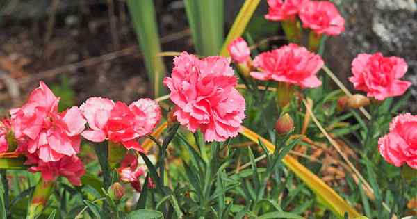Jak rosnąć i dbać o kwiaty Dianthus
