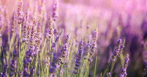 Apa perbedaan antara lavender Prancis dan Inggris?