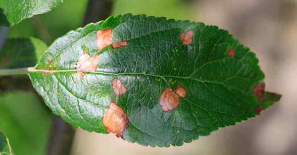 Cara Mengenal pasti dan Mengawal Apple Black Rot dan Frogeye Leaf Spot