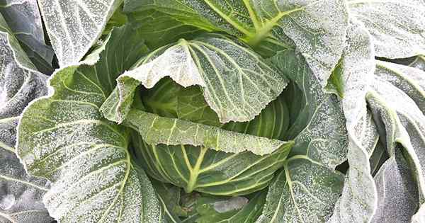 Anticiper et évaluer les dommages aux gel dans le potager d'automne