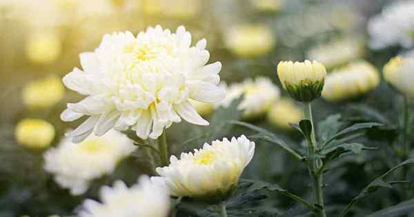 Le flétrissement du fusarium dans les chrysanthèmes identifiez et contrôlez cette maladie