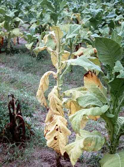 Fusarium Wilt -Behandlung, wie man im Garten kontrolliert