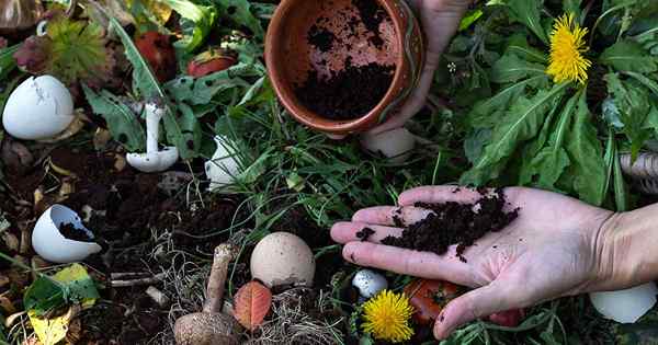 Ein Pflanzen-Pick-Me-up? Tipps zum Kompostieren und Garten mit Kaffeesatz