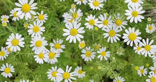 Apa perbedaan antara chamomile Inggris dan Jerman?