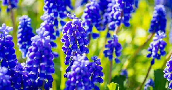 9 de las mejores variedades de jacinto de uva para su jardín