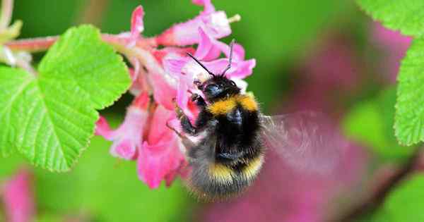 Lebah bersarang tanah dan kayu belajar mengenal pasti spesies belakang rumah yang biasa