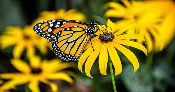 Wie man schwarzäugige Susans wächst, ein Gartenfavoriten