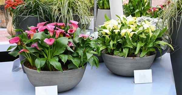 Comment faire pousser des lys calla dans des conteneurs