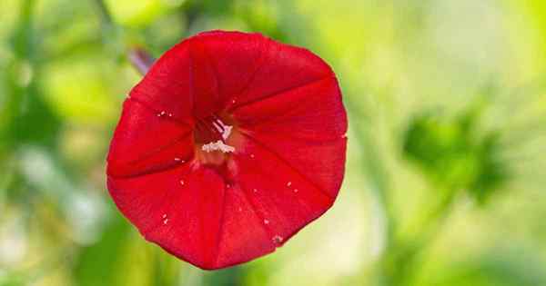 Cultivar alpinista cardeal para a cor da geada