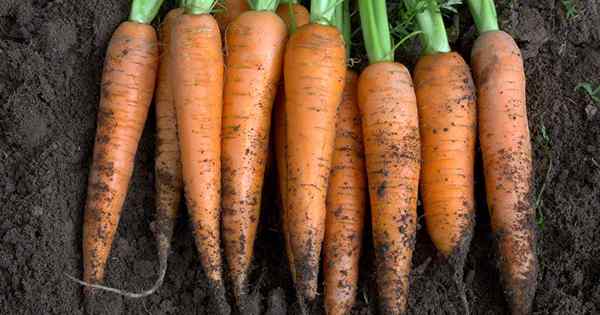Conseils pour faire pousser des carottes à l'intérieur
