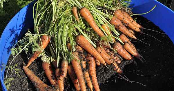 Comment faire pousser des carottes dans des conteneurs