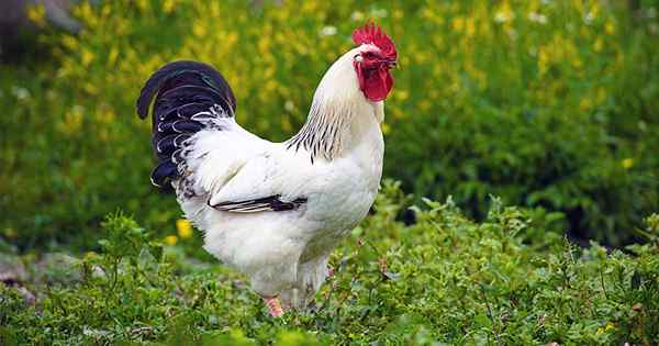 Panduan anda untuk menanam sayur -sayuran gores ayam untuk ayam yang sihat