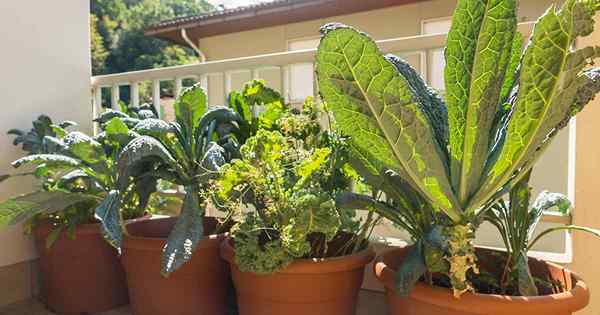 Adakah kale tumbuh dalam bekas? Petua untuk menanam tanaman anda di dalam periuk