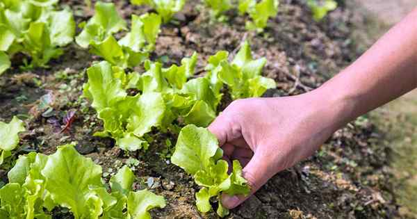 Cómo tener éxito con su parche de lechuga