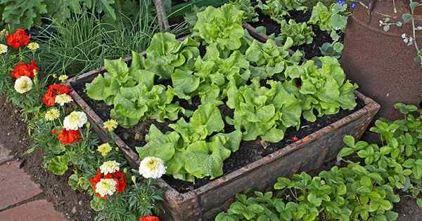 Cómo cultivar lechuga en contenedores