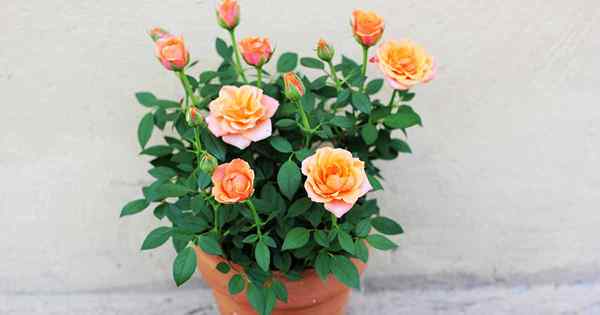 Comment faire pousser des roses miniatures dans des conteneurs