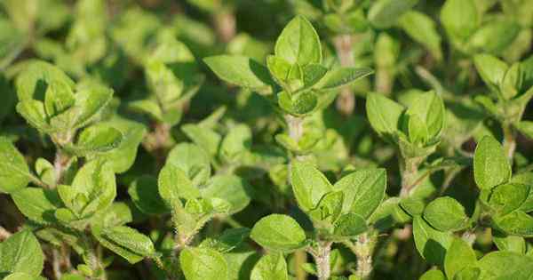 Wie man Oregano pflanzt und anzieht