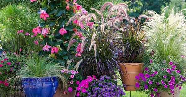 Consejos para cultivar hierba ornamental en contenedores