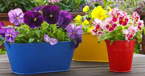 Consejos para el cultivo de violetas en contenedores